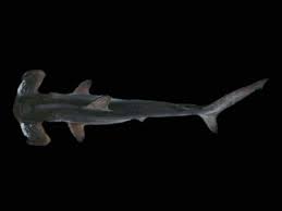 Image result for Sphyrna zygaena