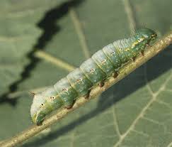 Attēlu rezultāti vaicājumam “Ptilodon capucina larva”