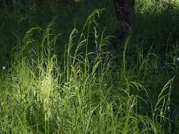 Attēlu rezultāti vaicājumam “Poa palustris leaf”