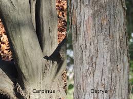 Attēlu rezultāti vaicājumam “Carpinus caroliniana”