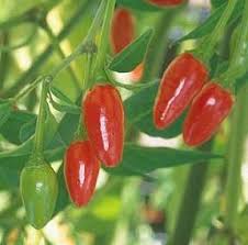 Afbeeldingsresultaat voor numex sandia hot pepper