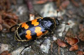 Attēlu rezultāti vaicājumam “Nicrophorus vespillo”