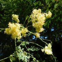 Attēlu rezultāti vaicājumam “Thalictrum flavum”