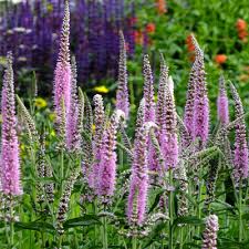 Attēlu rezultāti vaicājumam “Veronica longifolia”