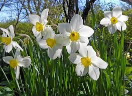 Attēlu rezultāti vaicājumam “xComagaria rosea”