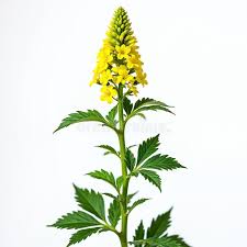 Attēlu rezultāti vaicājumam “Sinapis alba leaf”