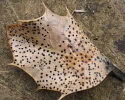 Attēlu rezultāti vaicājumam “Heyderia pusilla”