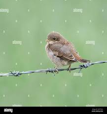 Attēlu rezultāti vaicājumam “Lanius collurio juvenile”