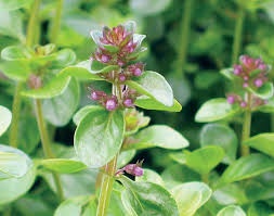 Attēlu rezultāti vaicājumam “Thymus serpyllum leaf”