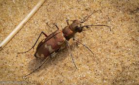 Attēlu rezultāti vaicājumam “Cicindela hybrida”