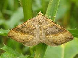 Attēlu rezultāti vaicājumam “Scotopteryx chenopodiata”