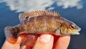 Image result for Tautogolabrus adspersus