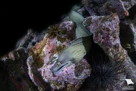 Image result for Gymnothorax vicinus