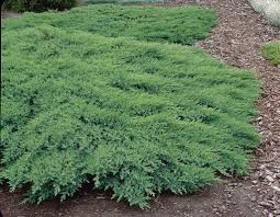 Attēlu rezultāti vaicājumam “Juniperus sabina”