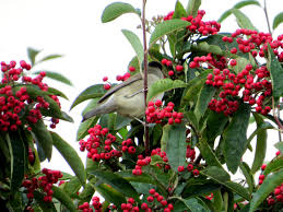 Attēlu rezultāti vaicājumam “Cotoneaster multiflorus fruit”