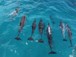 Image result for Durley Dolphin Diver