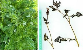 Attēlu rezultāti vaicājumam “Anthriscus”