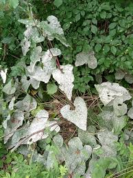 Attēlu rezultāti vaicājumam “Erysiphe galeopsidis”