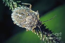 Attēlu rezultāti vaicājumam “Pentatoma rufipes”