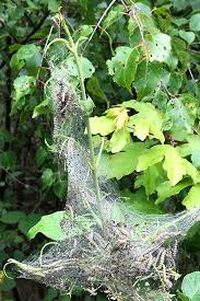 Attēlu rezultāti vaicājumam “Yponomeuta malinellus / cagnagella imago”