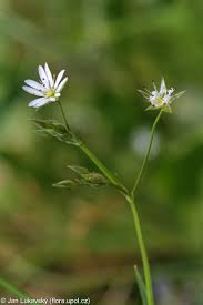 Attēlu rezultāti vaicājumam “Stellaria graminea flower”