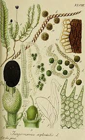 Attēlu rezultāti vaicājumam “Plagiochila”