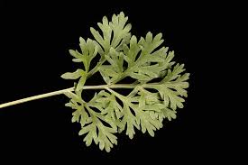 Attēlu rezultāti vaicājumam “Artemisia absinthium leaf”