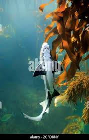 Image result for Triakis megalopterus