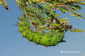 Attēlu rezultāti vaicājumam “Saturnia pavonia larva”