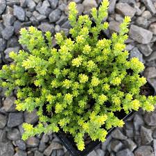 Image result for Sedum acre