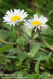 Image result for Bellis perennis