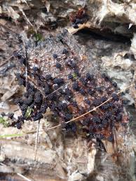 Attēlu rezultāti vaicājumam “Metatrichia vesparia spores”