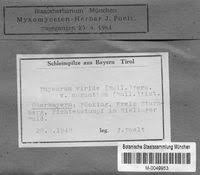 Attēlu rezultāti vaicājumam “Physarum viride var. aurantium”