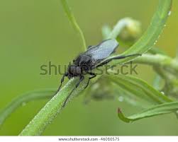 Attēlu rezultāti vaicājumam “Bibionidae female”