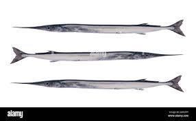 Attēlu rezultāti vaicājumam “Belone belone”