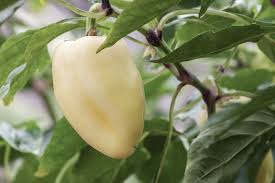 Afbeeldingsresultaat voor white habanero hot pepper