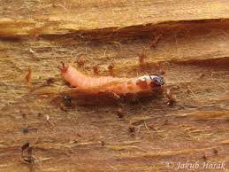 Attēlu rezultāti vaicājumam “Thanasimus formicarius”