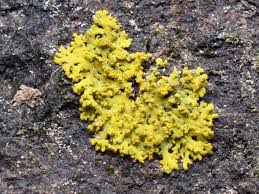 Attēlu rezultāti vaicājumam “Xanthoria candelaria”