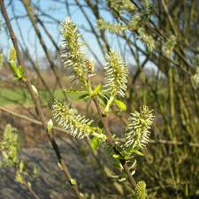 Attēlu rezultāti vaicājumam “Salix caprea fruit”