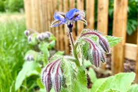 Attēlu rezultāti vaicājumam “Borago officinalis bud”