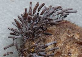 Attēlu rezultāti vaicājumam “Stemonitopsis typhina macro”