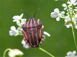 Attēlu rezultāti vaicājumam “Graphosoma lineatum”