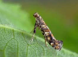 Attēlu rezultāti vaicājumam “Gracillaria syringella larva”