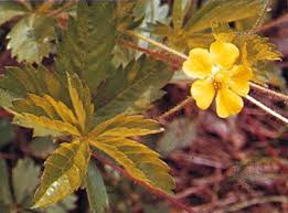 Attēlu rezultāti vaicājumam “Potentilla erecta fruit”
