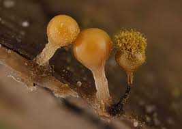 Attēlu rezultāti vaicājumam “Trichia decipiens”