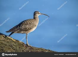 Attēlu rezultāti vaicājumam “Numenius phaeopus”