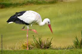 Attēlu rezultāti vaicājumam “Ciconia ciconia”