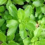 Attēlu rezultāti vaicājumam “Sedum aizoon leaf”