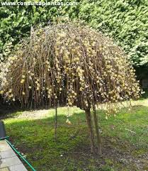 Attēlu rezultāti vaicājumam “Salix caprea”