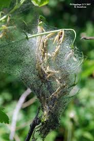 Attēlu rezultāti vaicājumam “Yponomeuta malinellus / cagnagella imago”